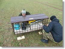 Plašic divocáku na vesteckém poli