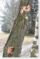 Co umějí ptáci klováci...