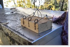 Probíhá litý boj s hlodavci