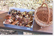 Ivuš se v lese dařilo