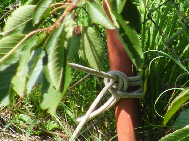 Stavba ECO DHF6 2009