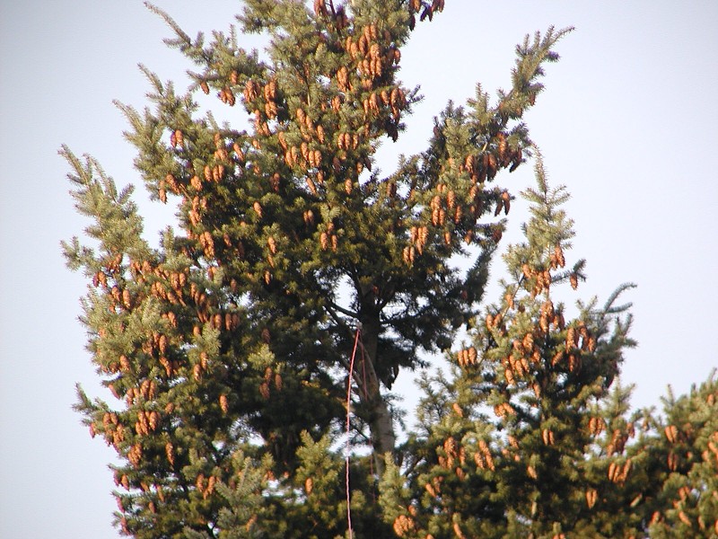 Windom RK listopad 2006