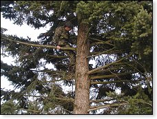 Lukáš neměl s pohybem v hustých větvích nižádné problémy