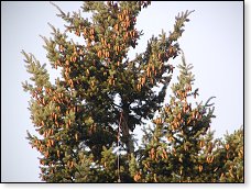 Vršek stromu cca 15-20m up - už je na něm pomocný provázek