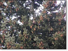 Provázek nahradilo staré dobré pékáčko a můžeme zatáhnout vlastní anténu. Pro dnešek stačí!