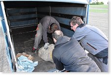 Nakládka do vozíku