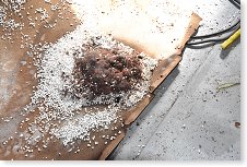 Uměly si to myšky zařídit