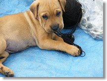 Tak toto štěňátko není na prodej