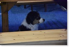 Místní psík raději zalezl pod stůl