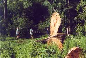 Podvečerní procházka (67kB)