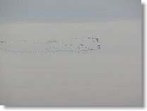 Husy táhnou na sever, že by se už chystalo jaro ?