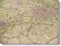 To není mapa povodí Amazonky, ale takto pod sněhem rejdí myšky...