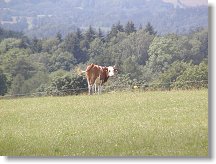 Dobytče jeví o moji činnost pouze nepatrný zájem