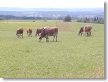 Moji věrní bučící sousedé