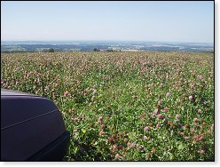 Jetel byl všude kolem.....