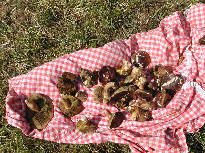 Provozní aktiv září 2006