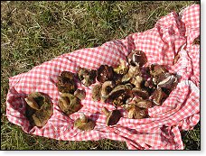 A protože poslední dobou už, vzhledem k samostatnosti operátora, není moje přítomnost až tak nutná, mohu se věnovat i houbaření