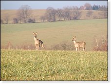 A nejen inverze, ale i dvojice srnek, kterou jsme zřejmě vyrušili při snídani