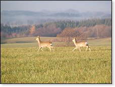 Chvílku nás zvědavě pozorovaly a potom znechuceně odběhly do blízkého lesa