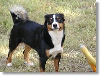 Psí slečna - OK1PI team