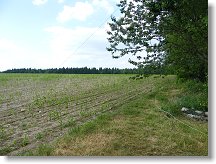 Západní kotva fixu v kukuřici