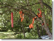 Buřtovník již, jako každým rokem, nabízí své plody