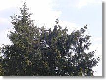 V místě uchycení se za x roků kmen zeslabí a potom už stačí jenom pořádný větérek...