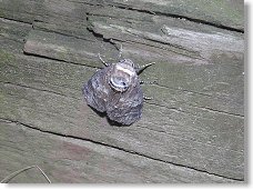 K našemu polnímu výčepu zavítal velký noční lišaj