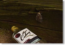 Zátiší s motýlem