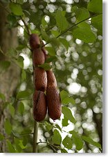 Na buřtovníku, jako každoročně, bohatá úroda