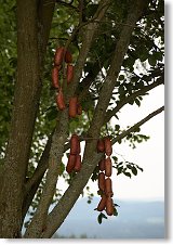 Buřtovník je obsypán plody