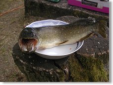 Predátor našich vod v plné kráse