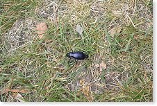 Vestecká fauna