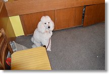 4tyřnohý kamarád Vládi OK1SVB