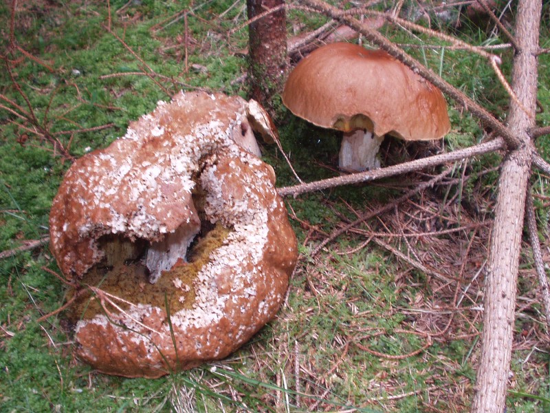 Den rekordů Vestec 2007