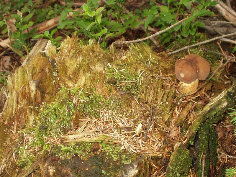 Den rekordů Vestec 2007