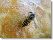 Vos byl tentokrát dostatek