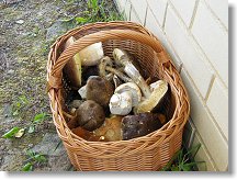 A potom že nerostou !