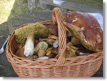 Když to roste, tak to roste