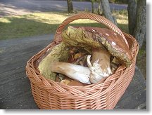 Je to radost se podívat