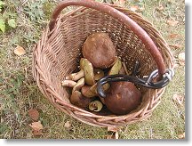 A pak že nerostou !